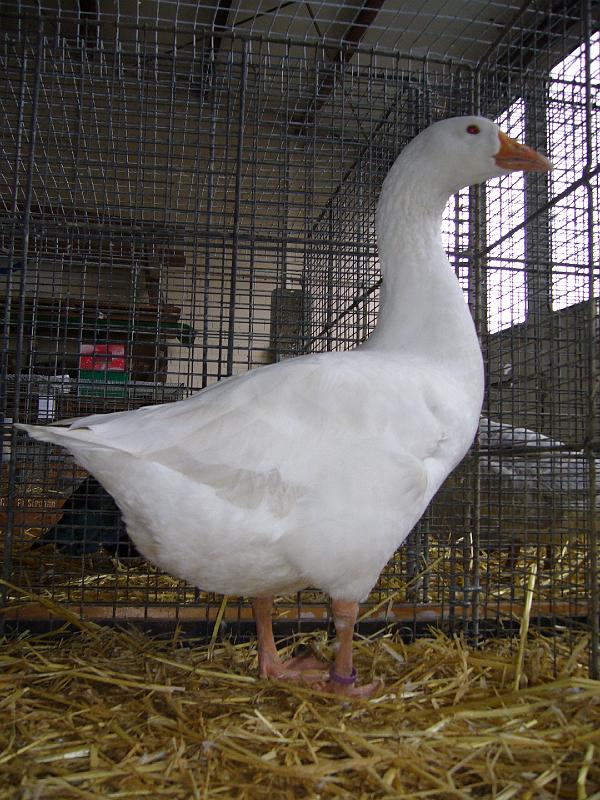 Bezirksschau Luebbecke 226.jpg - Diepholzer Gänse von Donzelmann Torben Preis Hv 96 BVJP